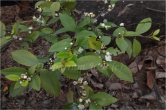 Eugenia bracteata